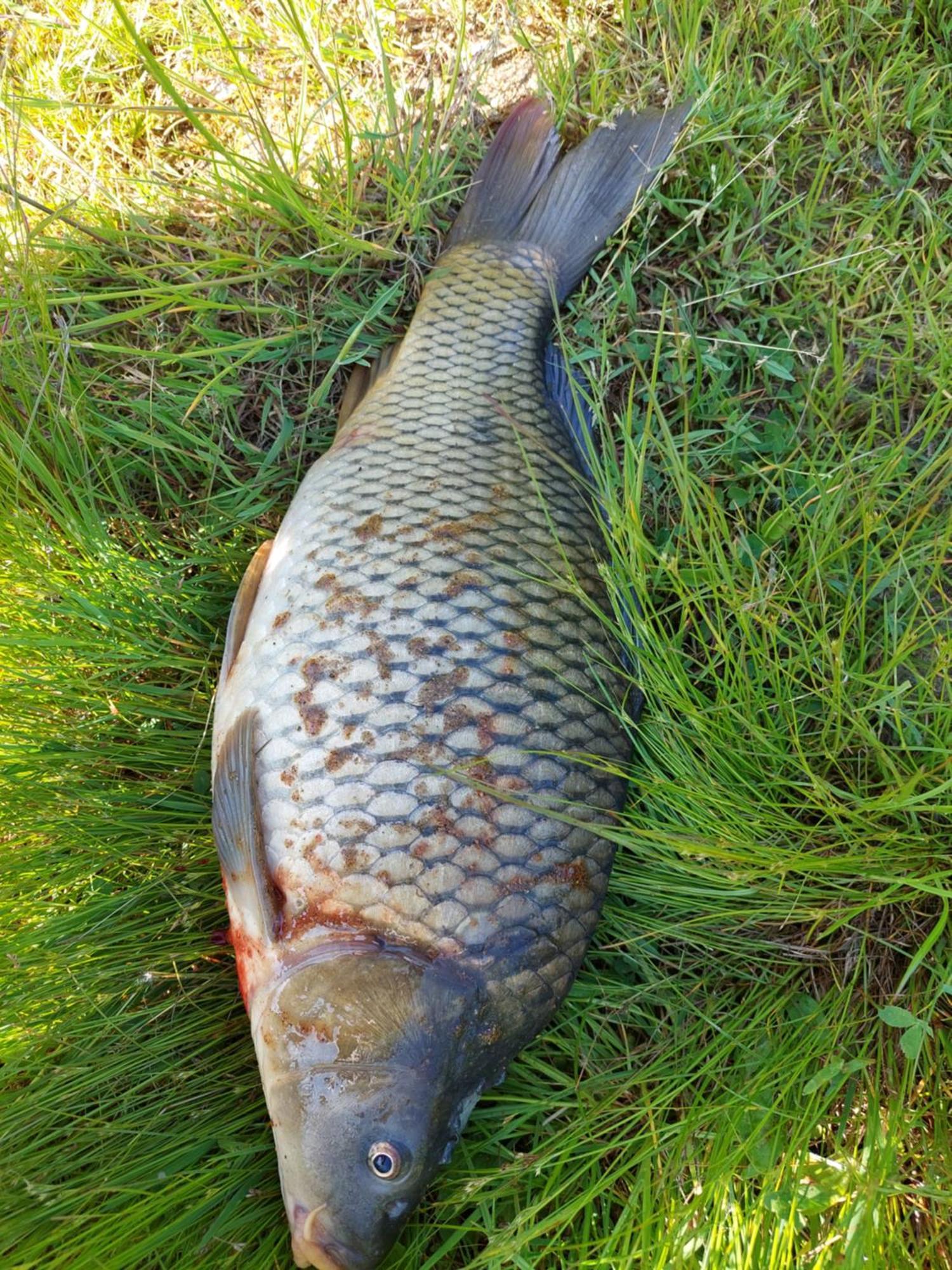 Ubytování na Lipně Černá v Pošumaví Esterno foto